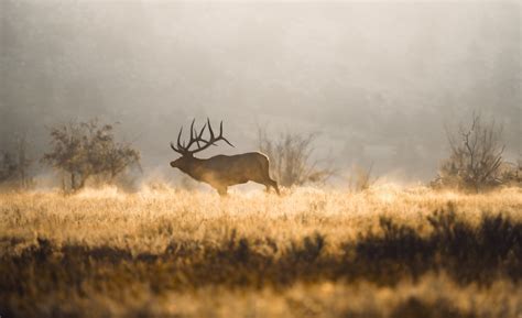 Scientific Publication: Ya Ha Tinda Elk, Alberta, Canada - Safari Club