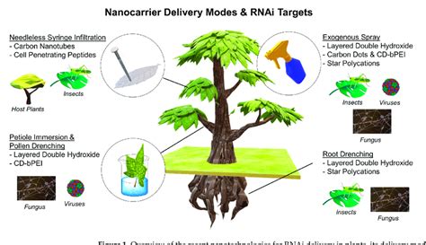 Overview of the recent nanotechnologies for RNAi delivery in plants ...