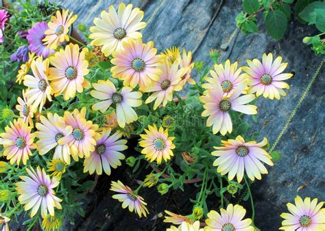 Ecklonis De La Margarita O De Osteospermum Del Cabo Imagen De Archivo