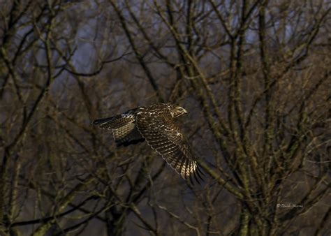 Camouflaged Red-Shouldered Hawk, Pennington, NJ : r/birdsofprey
