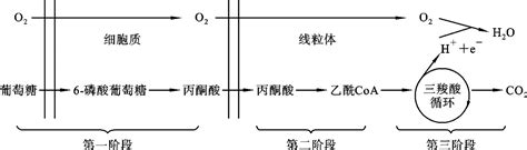 糖在体内的代谢概况生物化学挂云帆