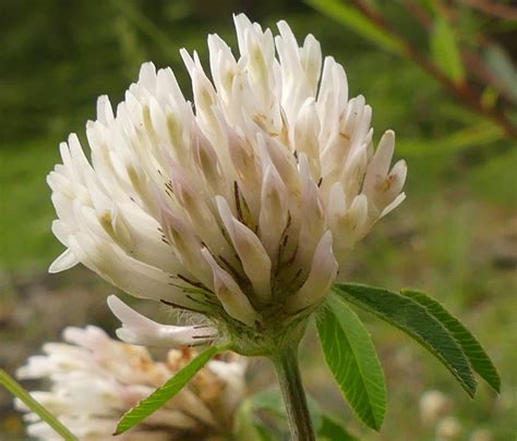 Schnee Klee Alpen Wiesen Klee Trifolium Pratense Subsp Flickr