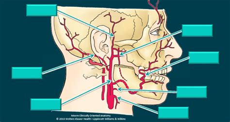 External Carotid Artery Branches Diagram Quizlet