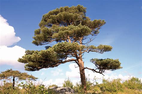 Free Photo Scots Pine Pinus Sylvestris Free Image On Pixabay 1103363