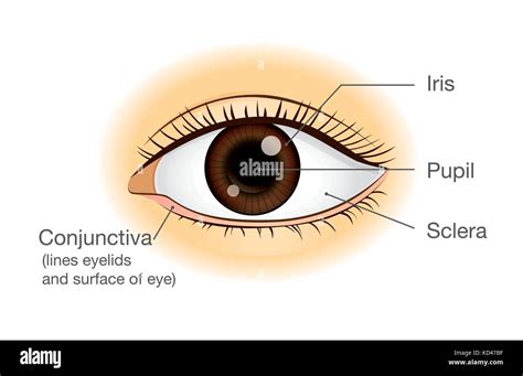 Menschliche Auge Anatomie In Der Ansicht Von Vorn Stock Vektorgrafik