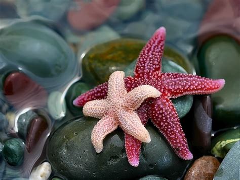 Starfish Underwater Wallpaper