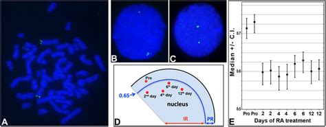 Hlxb Gene Localization In The Metaphase Chromosomes And Interphase