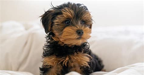 Yorkie Poo Puppies for Sale - Florida Fur Babies