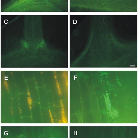 Representative Fluorescence Photomicrographs Of E Coli K12 Colonized