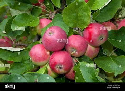 Domestic Apple Malus Domestica Variety Peach Red Summer Apple Ripe