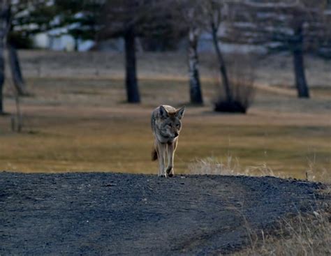 Eastern WA Coyote : r/coyote