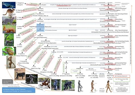 Evrim Ağacı Bir Bakışta Yaşayan Ve Soyu Tükenmiş Akrabalarımıza
