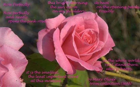 Mary Oliver Poem How Perfectly Mary Oliver Poems Rose Flower Pictures Rose Wallpaper Rose