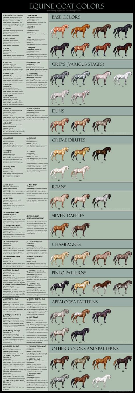 A Comprehensive Chart Of 47 Equine Coat Colors Horse Coloring Horses