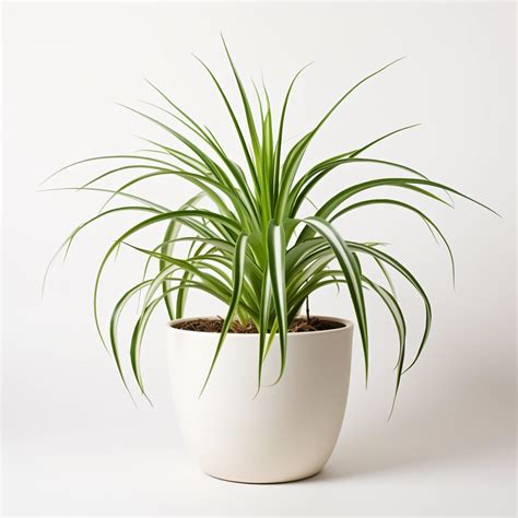 Reverse Spider Plant - Best Place to Buy Indoor Plants Online