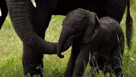 First Ever Elephant Birth Recorded Didn’t Go As Planned: Mother Did ...