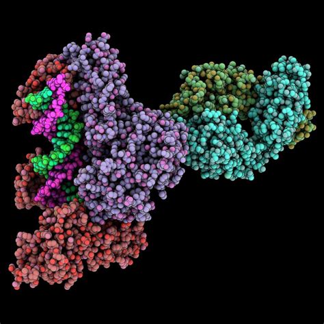 Hiv Reverse Transcriptase Complex By Laguna Design Science Photo