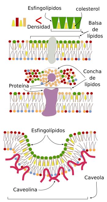 La Célula 2 Membrana Celular Lípidos Atlas De Histología Vegetal Y