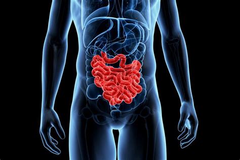 Large Intestine Function Class 10 | Bruin Blog