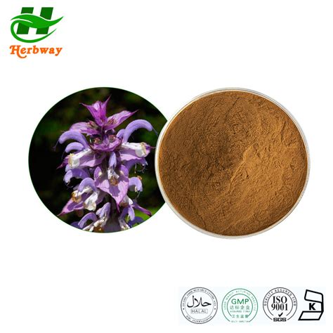 Herbway Natural Plant Extract Kosher Halal Fssc Haccp Certified Ajuga