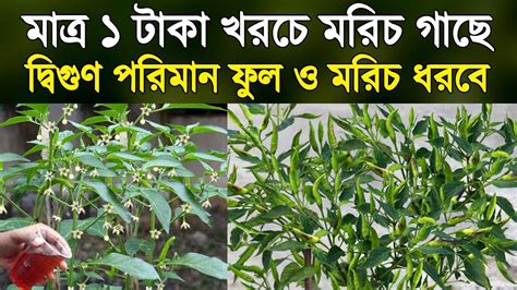 মরিচ গাছে দ্বিগুণ ফুল ও মরিচ ধরবে মাত্র ১ টাকা খরচে মরিচ চাষ পদ্ধতি