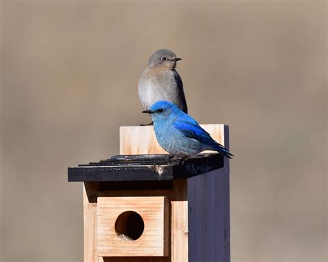 21 Fun Facts About Mountain Bluebirds Bluebird Landlord