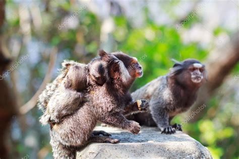 Familia De Monos De Orejas Blancas Macho Y Hembra Comiendo Con El Bebé