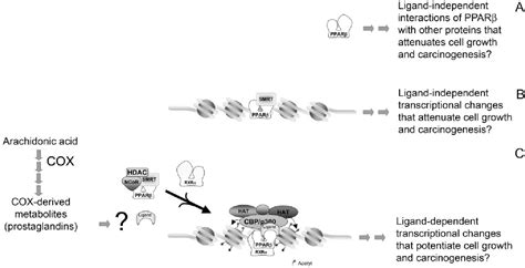 Pdf Inhibition Of Chemically Induced Skin Carcinogenesis By Sulindac