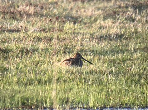 Wilson S Snipe Dufresne Recreation Area Granby MA Apr 7