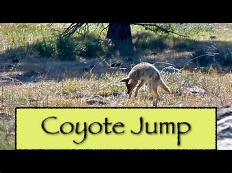 Coyote Jumping Caught On Video Youtube