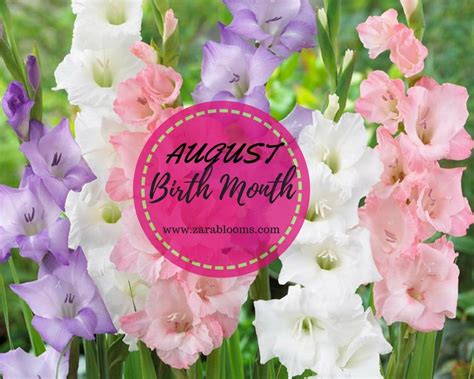 August Birth Flower. Every month consistently has a… | by Zara Blooms ...