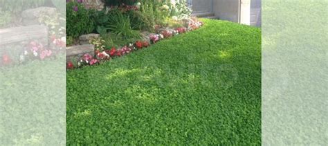 Семена клевера белого ползучего DLF-trifolium A/S купить в Челябинске ...