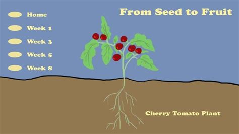 Life Cycle Of A Cherry Tomato Plant