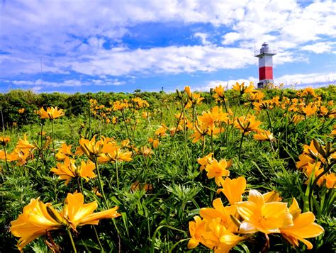 『初夏の利尻島・礼文島クルーズ ～花と海と太陽と～』利尻島 北海道 の旅行記・ブログ By アツシさん【フォートラベル】