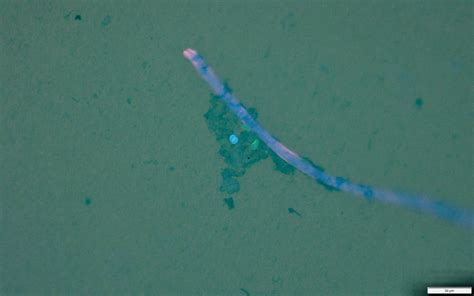 Microplastic Fiber Under Micro Image Eurekalert Science News Releases