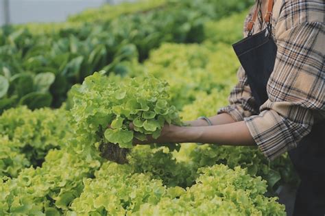 Mujer Jardinera Inspecciona La Calidad De La Lechuga De Roble Verde En