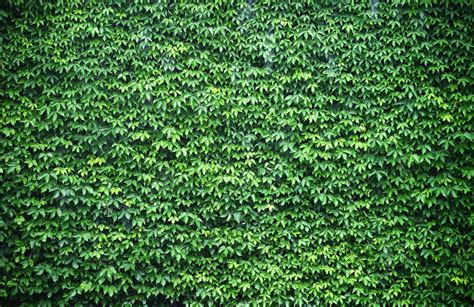 Ivy Wallpapers Top Free Ivy Backgrounds Wallpaperaccess