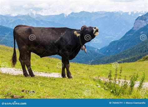 Mooing Cow Royalty-Free Stock Image | CartoonDealer.com #16990612