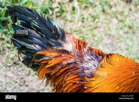 Rooster Tail Hi Res Stock Photography And Images Alamy