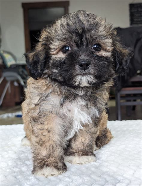 Lyla - Teddy Bear Puppy for Sale in BALTIC, OH | Lancaster Puppies