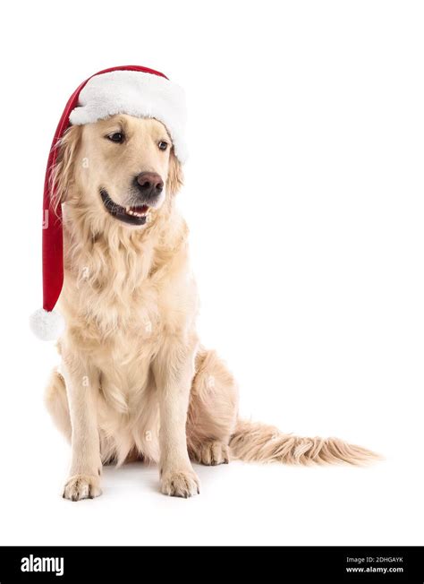 Cute funny dog in Santa hat on white background Stock Photo - Alamy