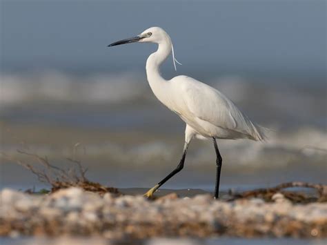 Little Egret Bird Facts (Egretta garzetta) | Birdfact