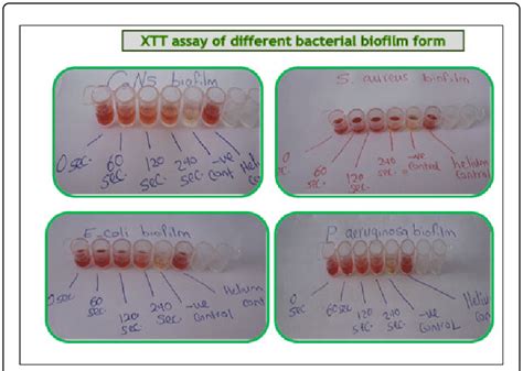 xtt assay   bacterial biofilm formers  scientific