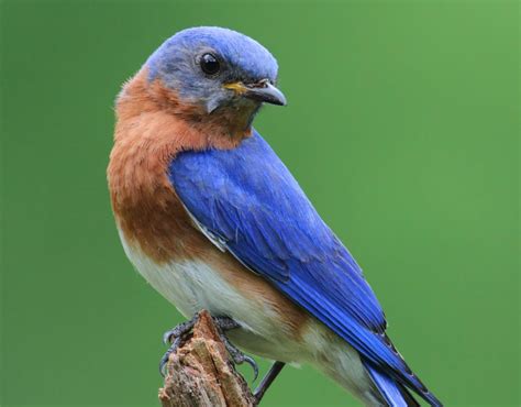 The 3 Bluebird Species Found in Arizona! (ID Guide) - Bird Watching HQ