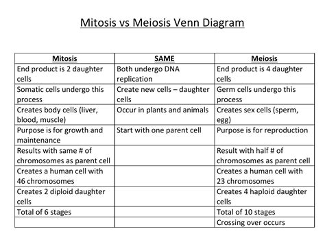 Meiosis Matching Worksheet Answer Key Englishworksheetmyid