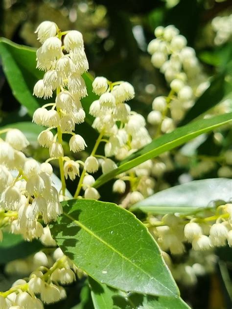 Hard Quandong Elaeocarpus Obovatus Delivertree