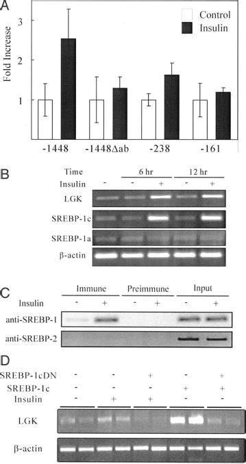 Srebp 1c Mediates The Insulin Dependent Hepatic Glucokinase Expression