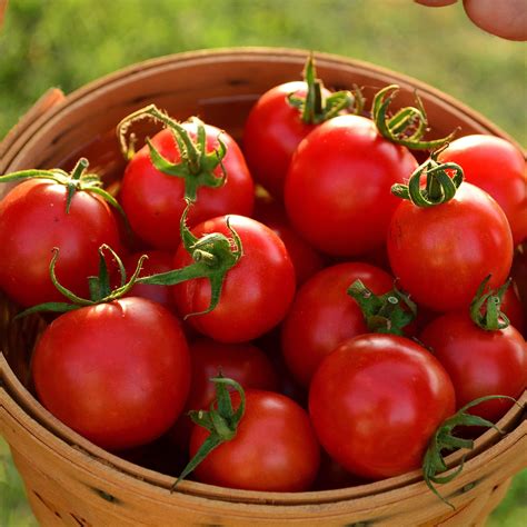 Amazon Texas Tiny Cherry Tomato Seeds Rare Heirloom Open