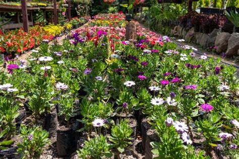 Osteospermum Grow And Care For Your African Daisies With These Practical Tips Horticulture