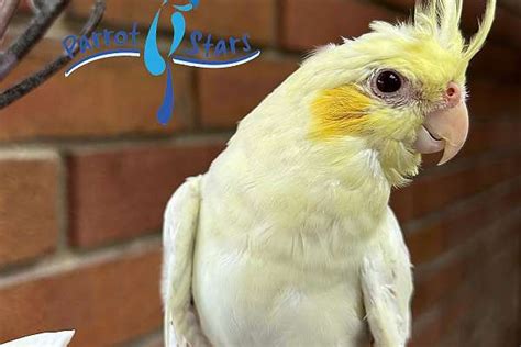 Baby Lutino Cockatiel Available At Parrot Stars